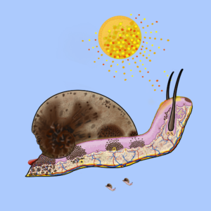 Melanoma Snail NFT