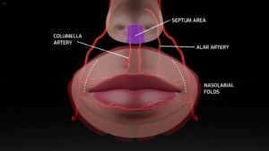 Vascular anatomy and dangers of lips